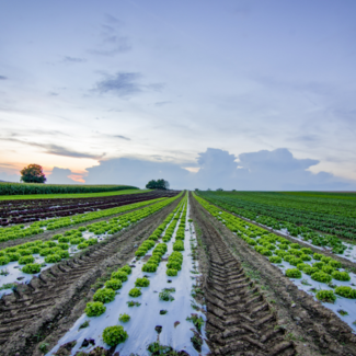 Rows of planted lettuce with the sun low on the horizon in the background.