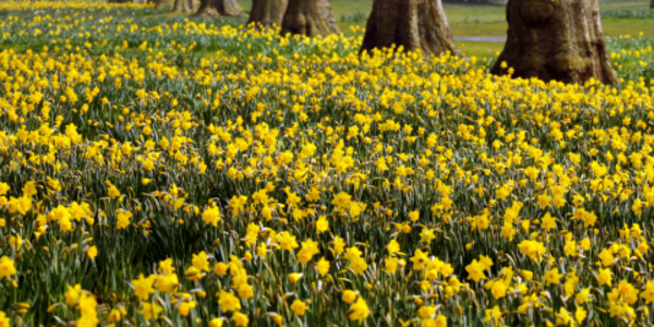 A field of blooming daffodils with giant tree trunks in the background.
